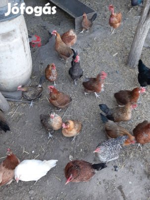 Tojás eladó (törpe tyúk)(keltetésre alkalmas)
