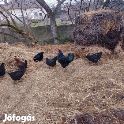 Tojás eladó keltetésre