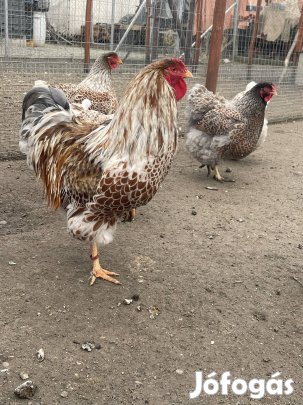 Tojás elafó wyandotten 