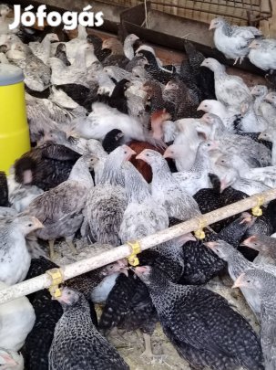 Tojás előtt lévő Jercek és kakasok eladók!
