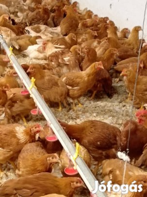 Tojás előtt lévő Jércék és kakasok eladók! 