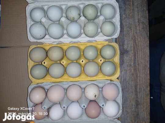 Tojás házi állományból eladó