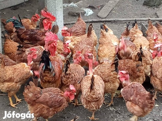 Tojás keltetésre eladó