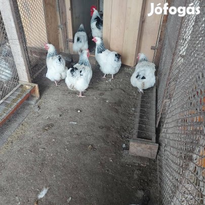 Tojás keltetésre eladó Sussex