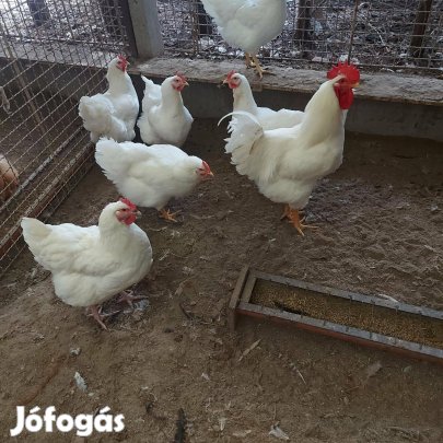 Tojás keltetésre fehér Plymuoth eladó