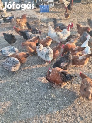 Tojás keltetésre kettőshasznú vegyes állománytól. 