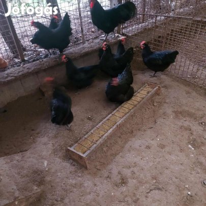 Tojás keltetni Australorp eledó