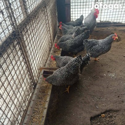 Tojás keltetni eladó Amrock