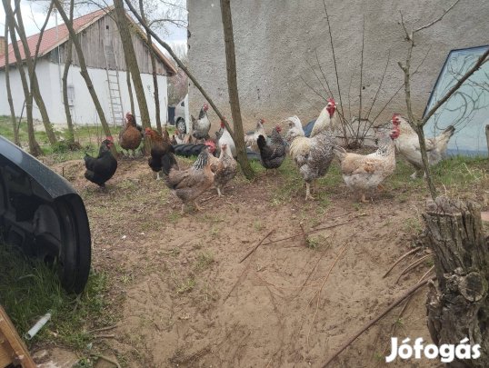Tojás keltetőbe vegyes paraszt tyúkkoktol eladó