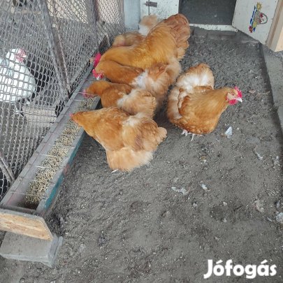Tojás sárga orpington keltetésre eladó