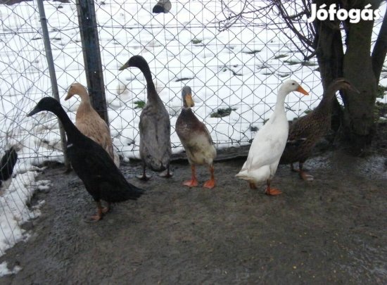 Tojások, kacsák, libák 