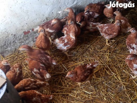 Tojo jérce 19 hetesen