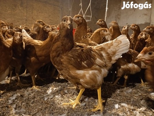 Tojó jérce, tyúk. Sok tojás! Legközelebb szeptemberben!
