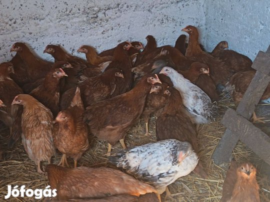 Tojó jérce jércék