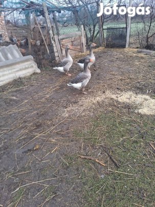 Tojó libák eladók!