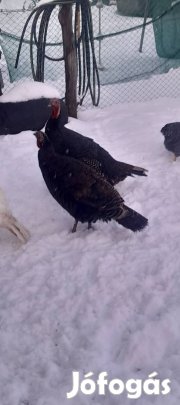 Tojó pulykák és nyári ludak