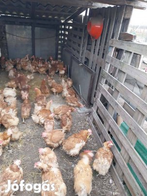 Tojó tyúk eladó
