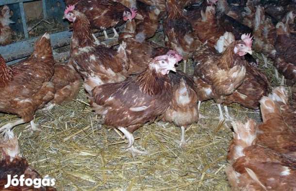 Tojó tyúk eladó!