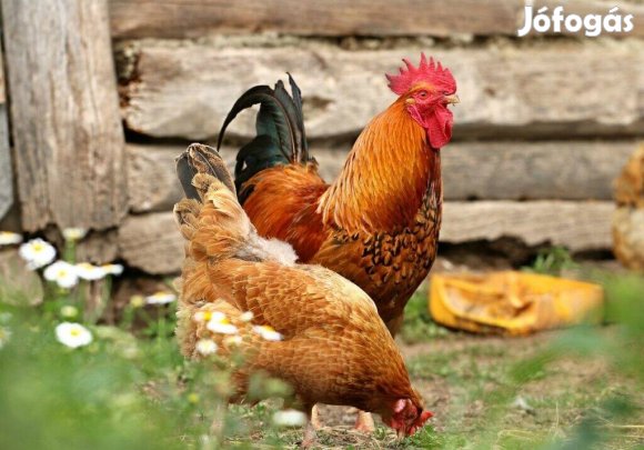Tojó tyúk karácsonyi vásár