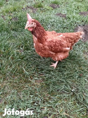 Tojó tyúkok eladók