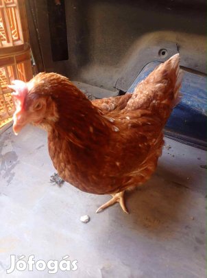 Tojó tyúkok fiatalok!!!!!