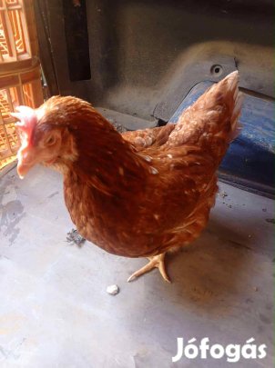 Tojó tyúkok jércék