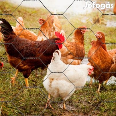 Tojó tyúkok nyolc hónapos!!!!