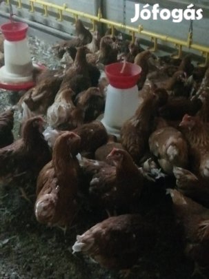 Tojóhibrid jérce tetra sl