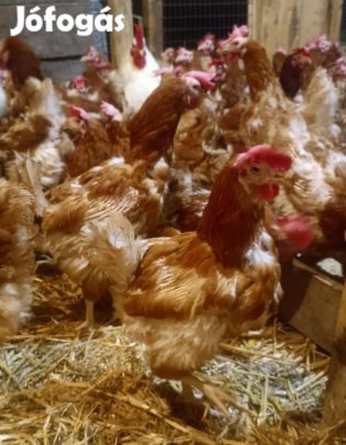 Tojóhibrid tyúkok