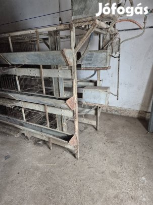 Tojóketrec, tyúkketrec, tyúk