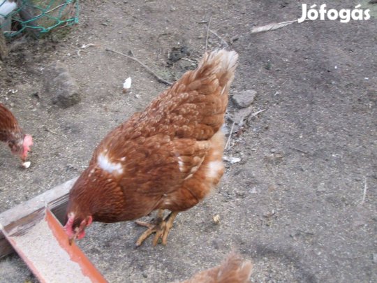 Tojótyúk házhoz szállítva eladó