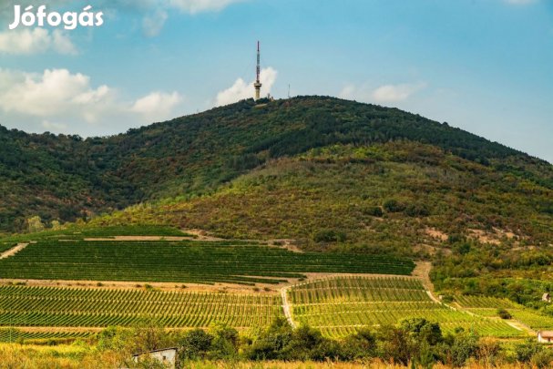 Tokaj, külterület, 45864 m2-es, telek