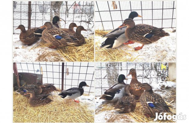 Tőkés réce Vadkacsa tiszta vérű, szabad kelésű