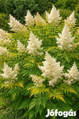 Tollas Gyöngyvessző