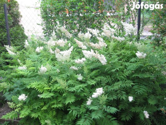 Tollas Gyöngyvessző tövek eladóak !