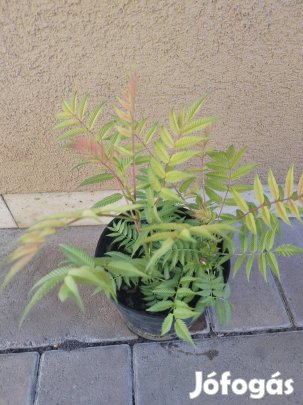 Tollas gyöngyvessző 