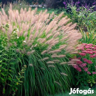Tollborzfű díszfű tövek eladóak
