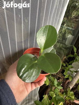 Tompalevelű törpebors / guminövény (Peperomia obtusifolia)