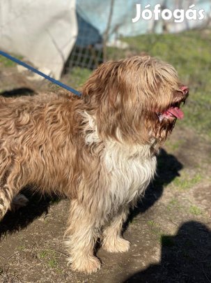 Toncsi udvaros otthont keres !