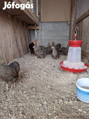 Töpe Wyandotten Narancs Fogoly