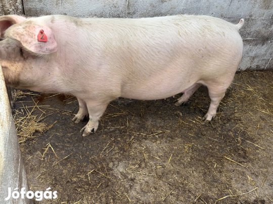 Toppig vemhes koca eladó tenyészetből. 