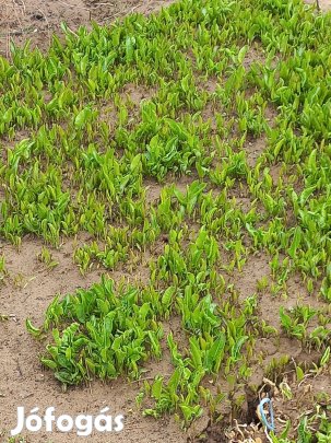 Torma dugvány eladó