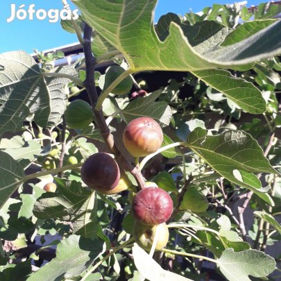 Török fügefa, barna füge csemete, Ficus carica Brown Turkey