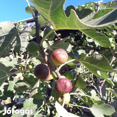 Török fügefa, barna füge csemete, Ficus carica Brown Turkey