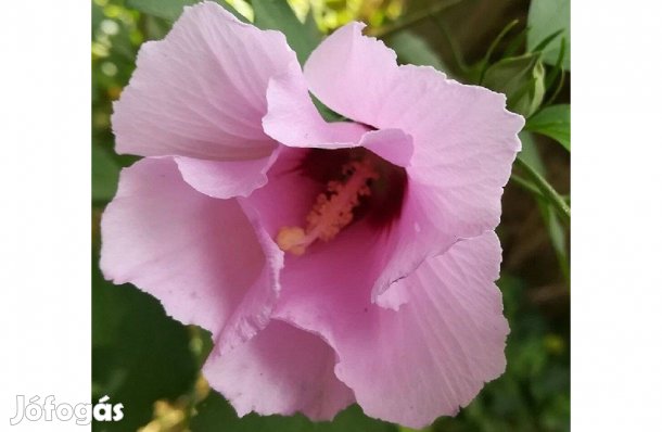 Törökrózsa (Hibiscus syriacus) tövek