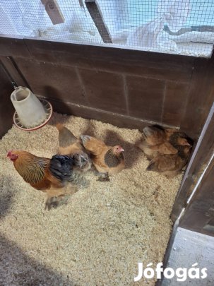 Törpe Brahama Sárga Kék