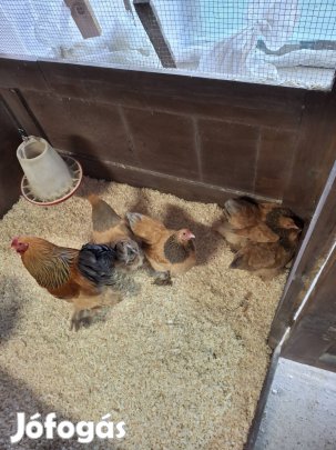 Törpe Brahama Sárga Kék