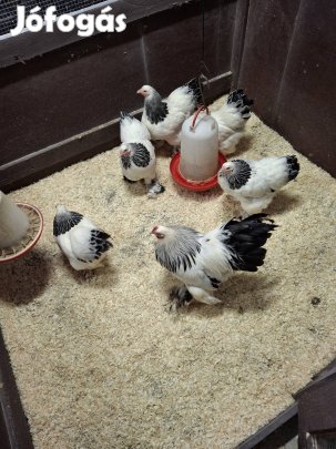 Törpe Brahma Fehér Kék