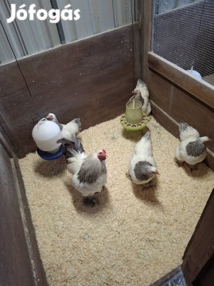 Törpe Brahma Fehér Kék