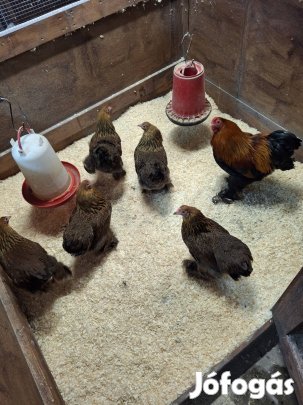 Törpe Brahma Fogoly